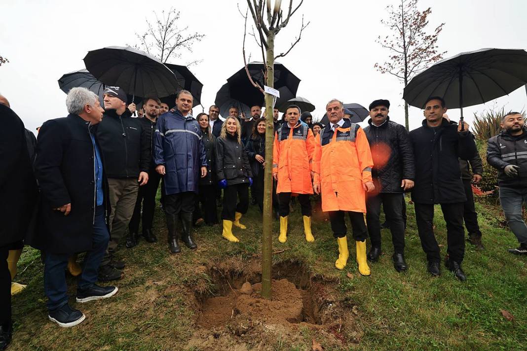 İstanbul'a 1111 'nefes' takviyesi yapıldı! Fıstık çamları ve zeytinler buluştu 5